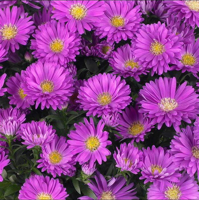 Aster Novi Belgii Magic Pink - View 5 from www redcrocus com