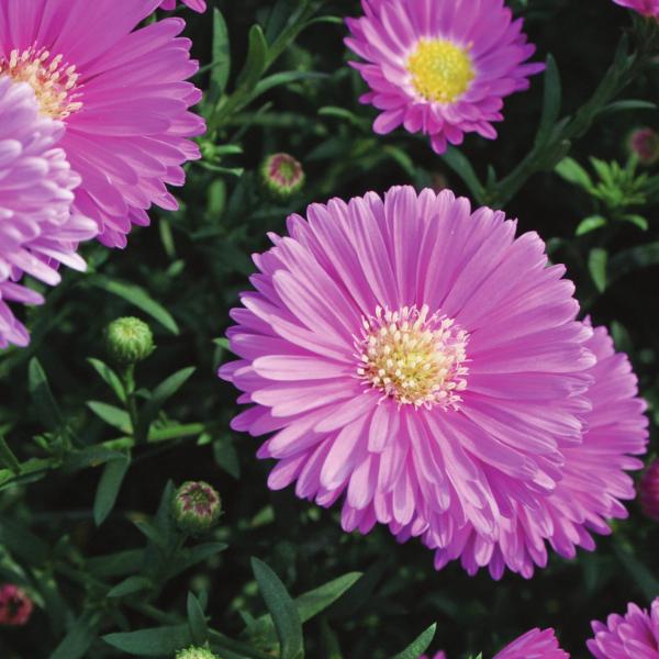Aster Novi Belgii Magic Pink - View 7 from www redcrocus com
