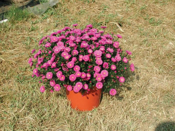 Aster Novi Belgii Magic Pink - View 8 from www redcrocus com
