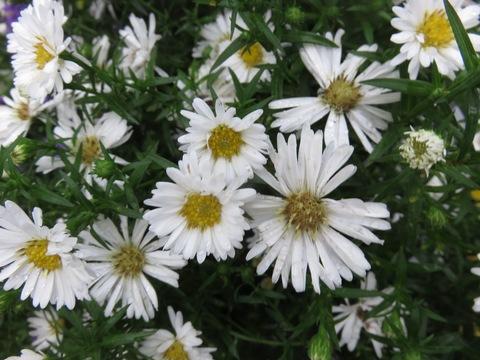Aster Novi Belgii Puff - View 13 from www redcrocus com