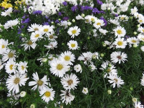 Aster Novi Belgii Puff - View 16 from www redcrocus com