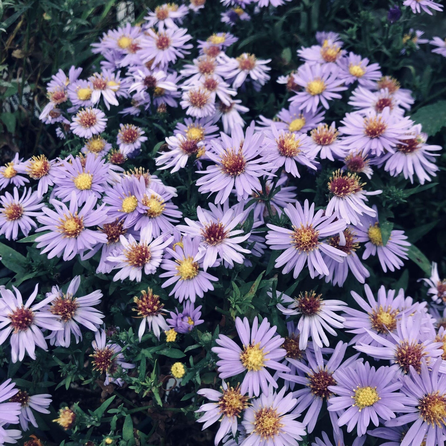Aster Novi Belgii Puff - View 17 from www redcrocus com