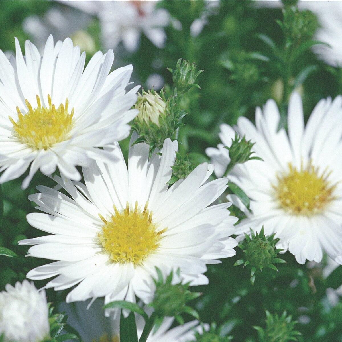Aster Novi Belgii Puff - View 2 from www redcrocus com