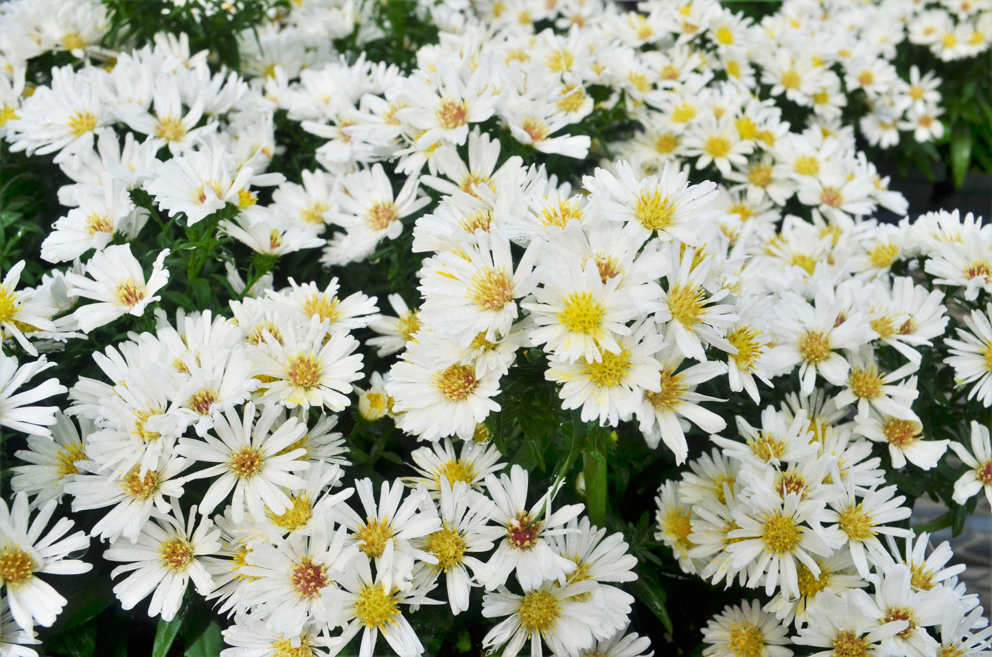 Aster Novi Belgii Puff - View 3 from www redcrocus com