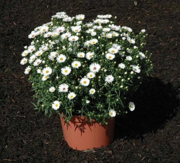 Aster Novi Belgii Puff - View 5 from www redcrocus com