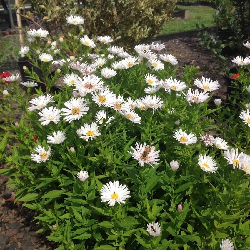 Aster Novi Belgii Puff - View 8 from www redcrocus com