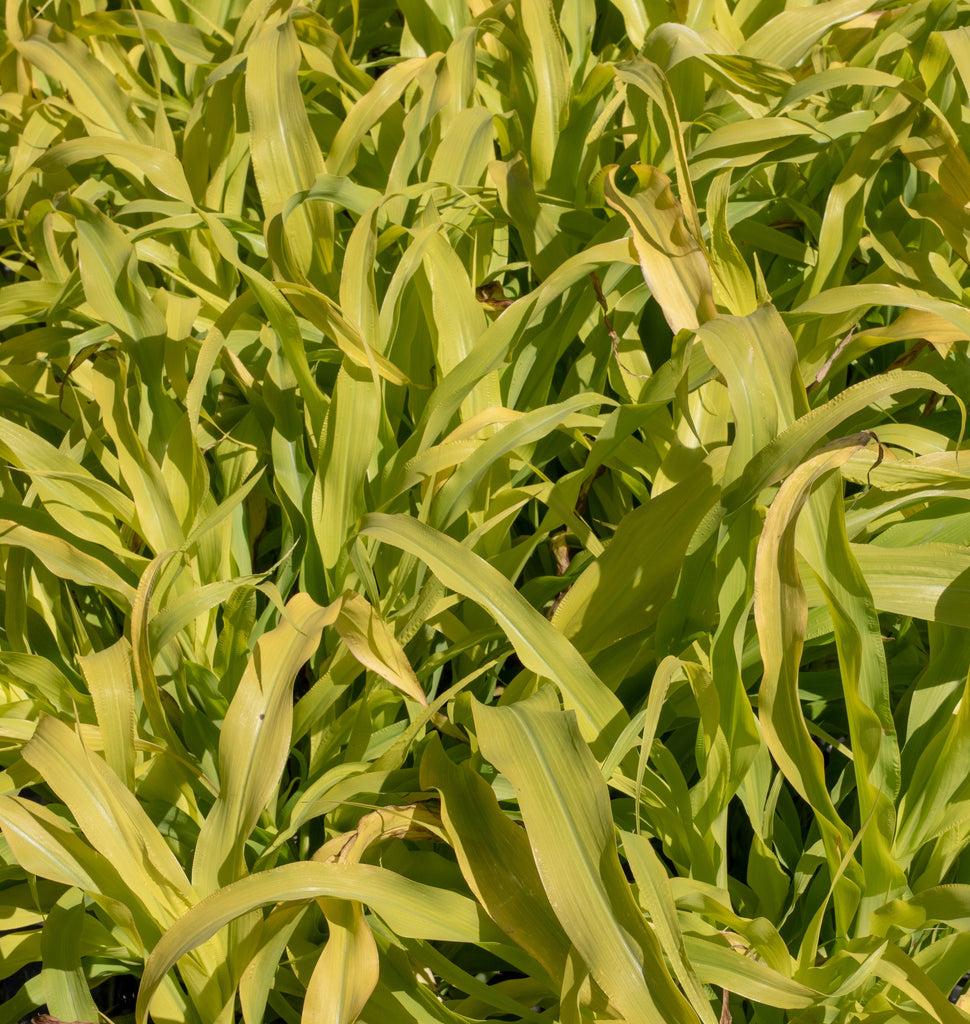 Grass Millet Jade Princess - View 10 from www redcrocus com