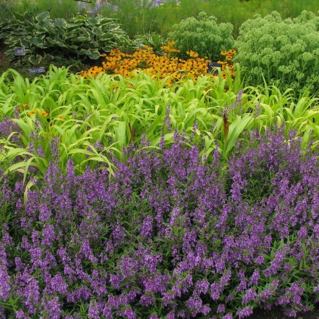 Grass Millet Jade Princess - View 11 from www redcrocus com