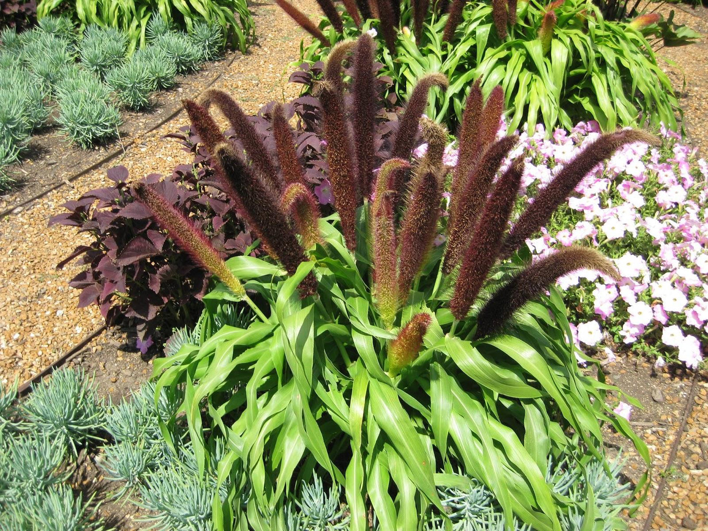Grass Millet Jade Princess - View 12 from www redcrocus com