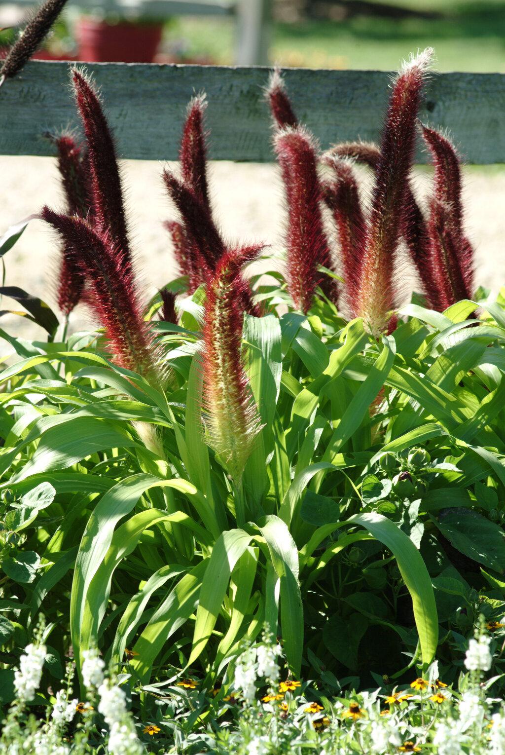 Grass Millet Jade Princess - View 14 from www redcrocus com