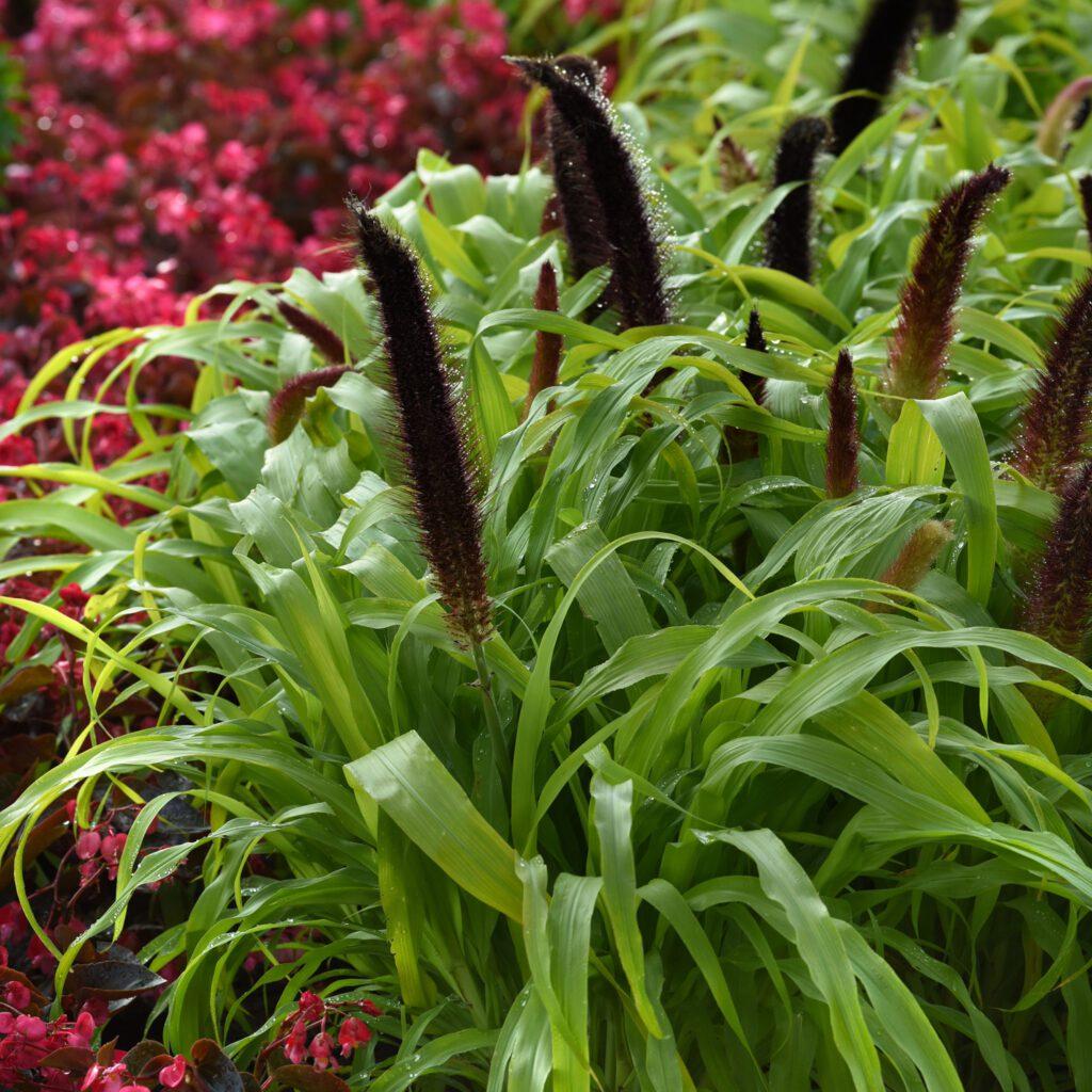 Grass Millet Jade Princess - View 16 from www redcrocus com