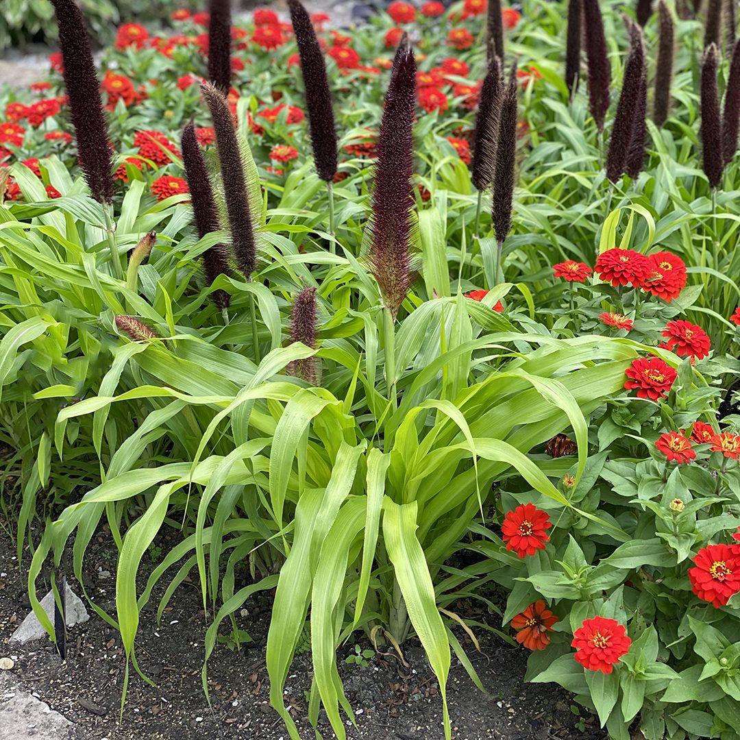 Grass Millet Jade Princess - View 17 from www redcrocus com