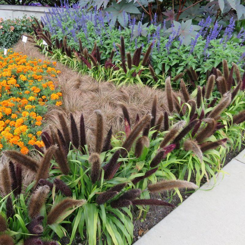 Grass Millet Jade Princess - View 2 from www redcrocus com