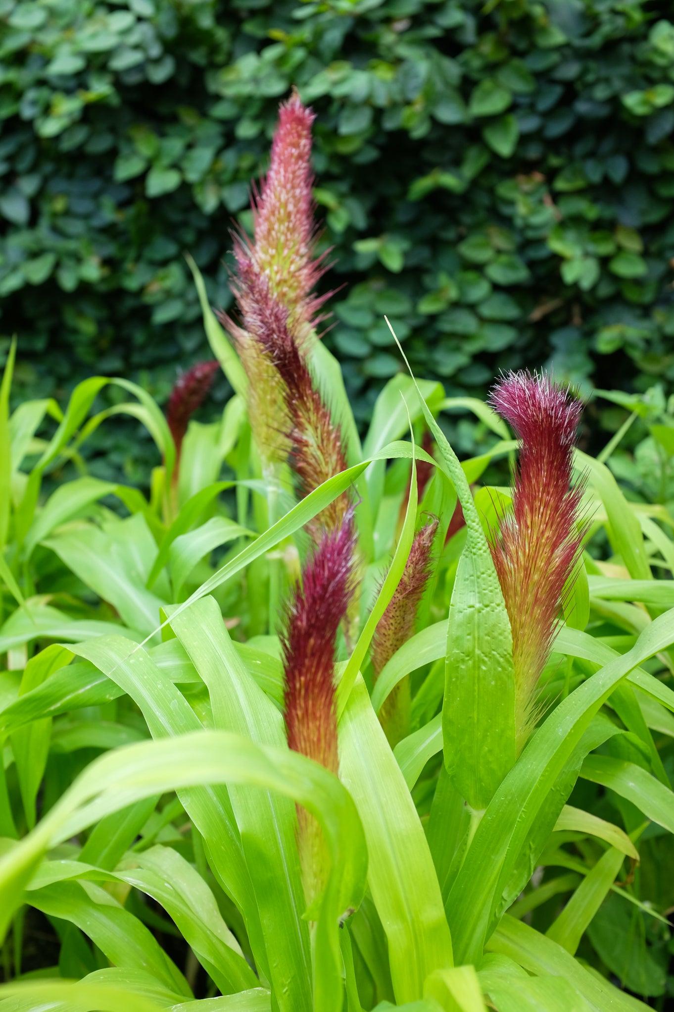 Grass Millet Jade Princess - View 3 from www redcrocus com