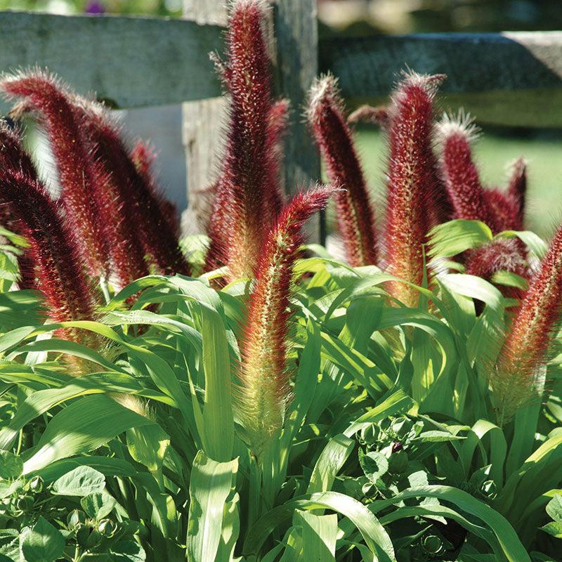 Grass Millet Jade Princess - View 4 from www redcrocus com