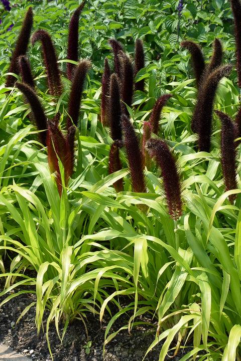 Grass Millet Jade Princess - View 5 from www redcrocus com