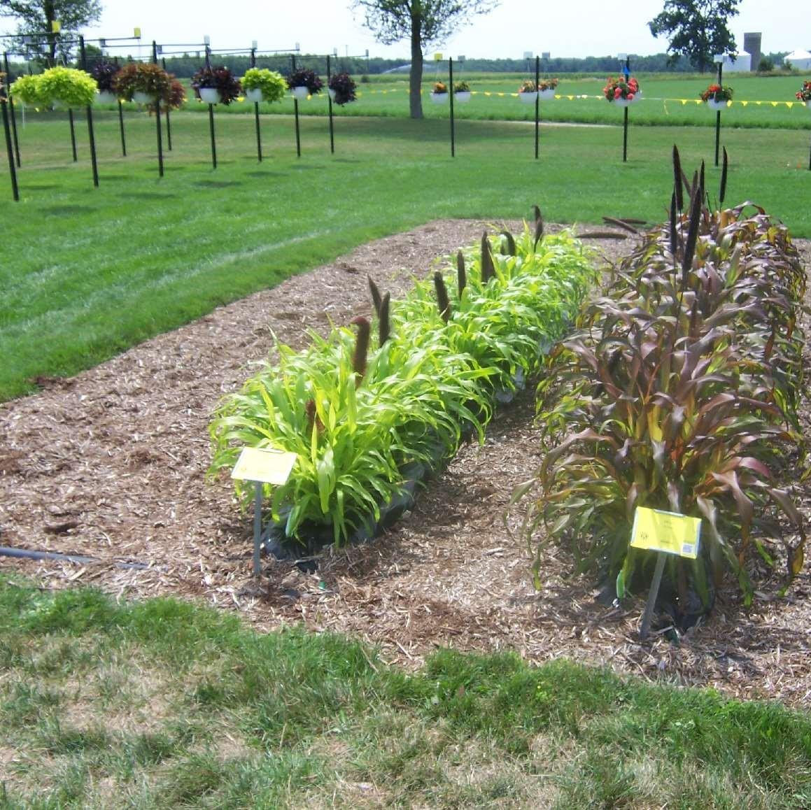 Grass Millet Jade Princess - View 6 from www redcrocus com