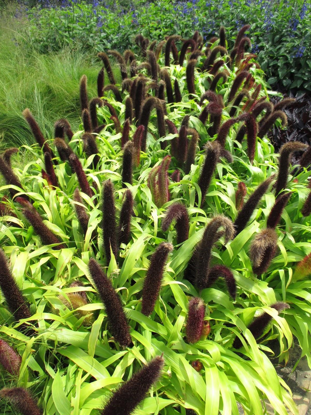 Grass Millet Jade Princess - View 7 from www redcrocus com
