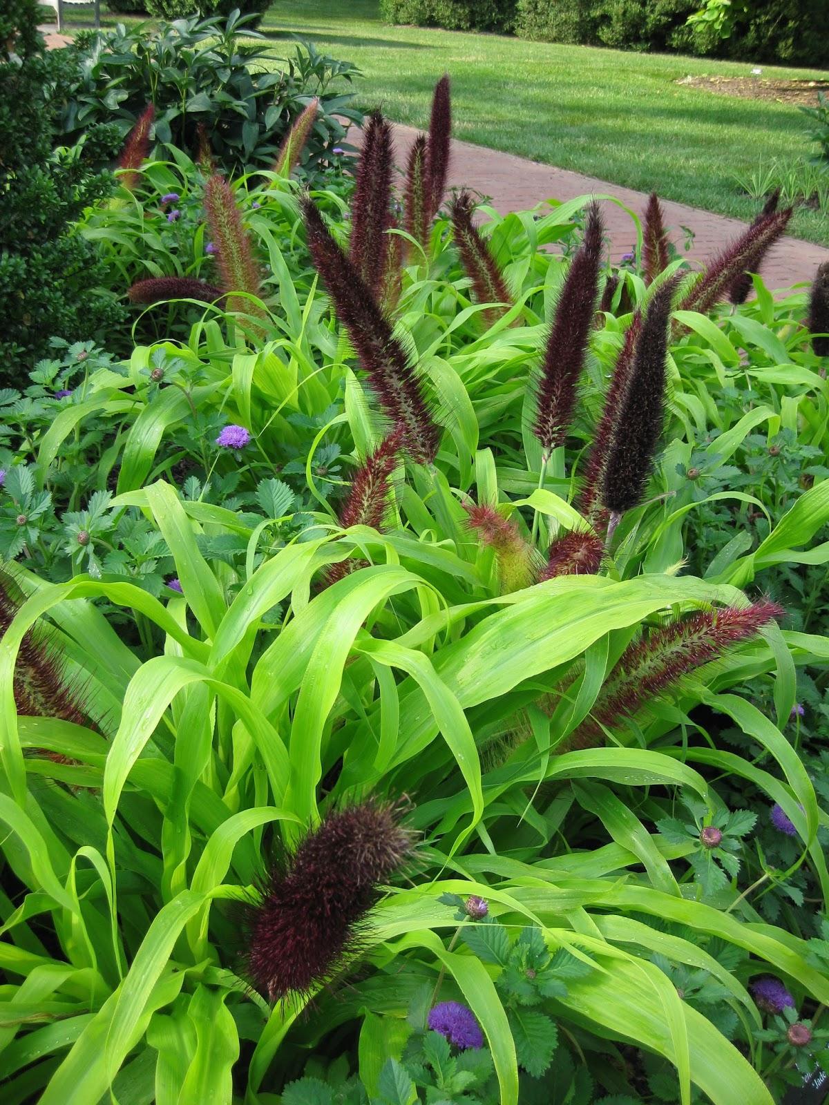 Grass Millet Jade Princess - View 8 from www redcrocus com