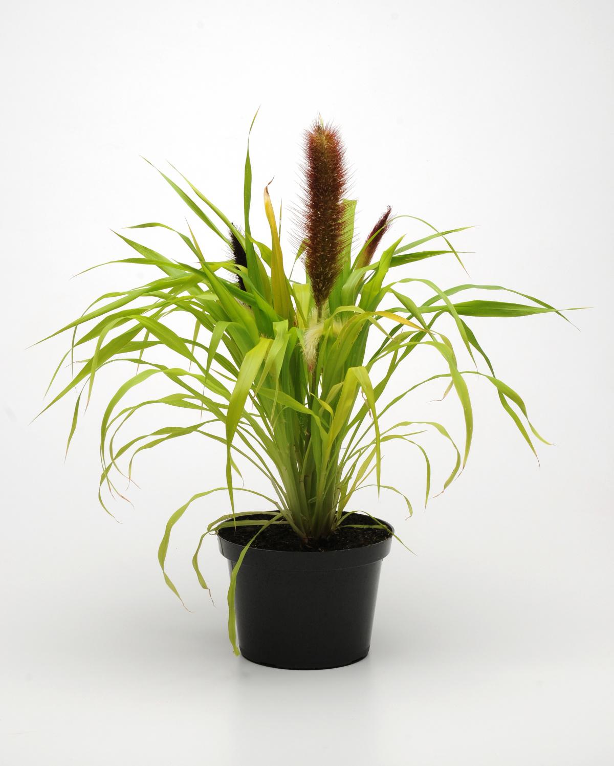 Grass Millet Jade Princess - View 9 from www redcrocus com