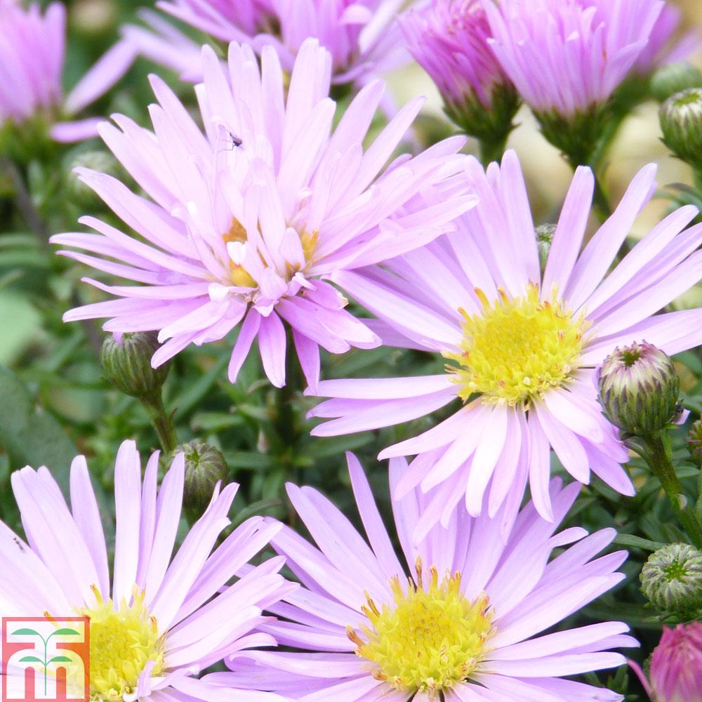 Aster Novi Belgii Showmakers Pretty Pink - View 14 from www redcrocus com