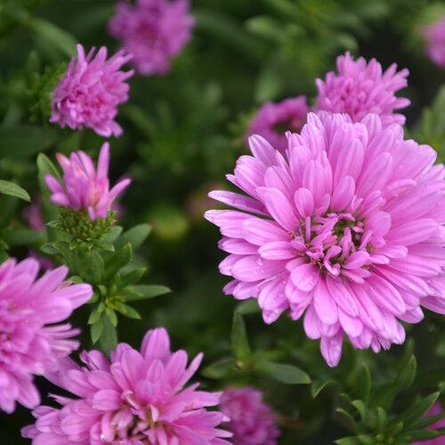 Aster Novi Belgii Showmakers Pretty Pink - View 15 from www redcrocus com