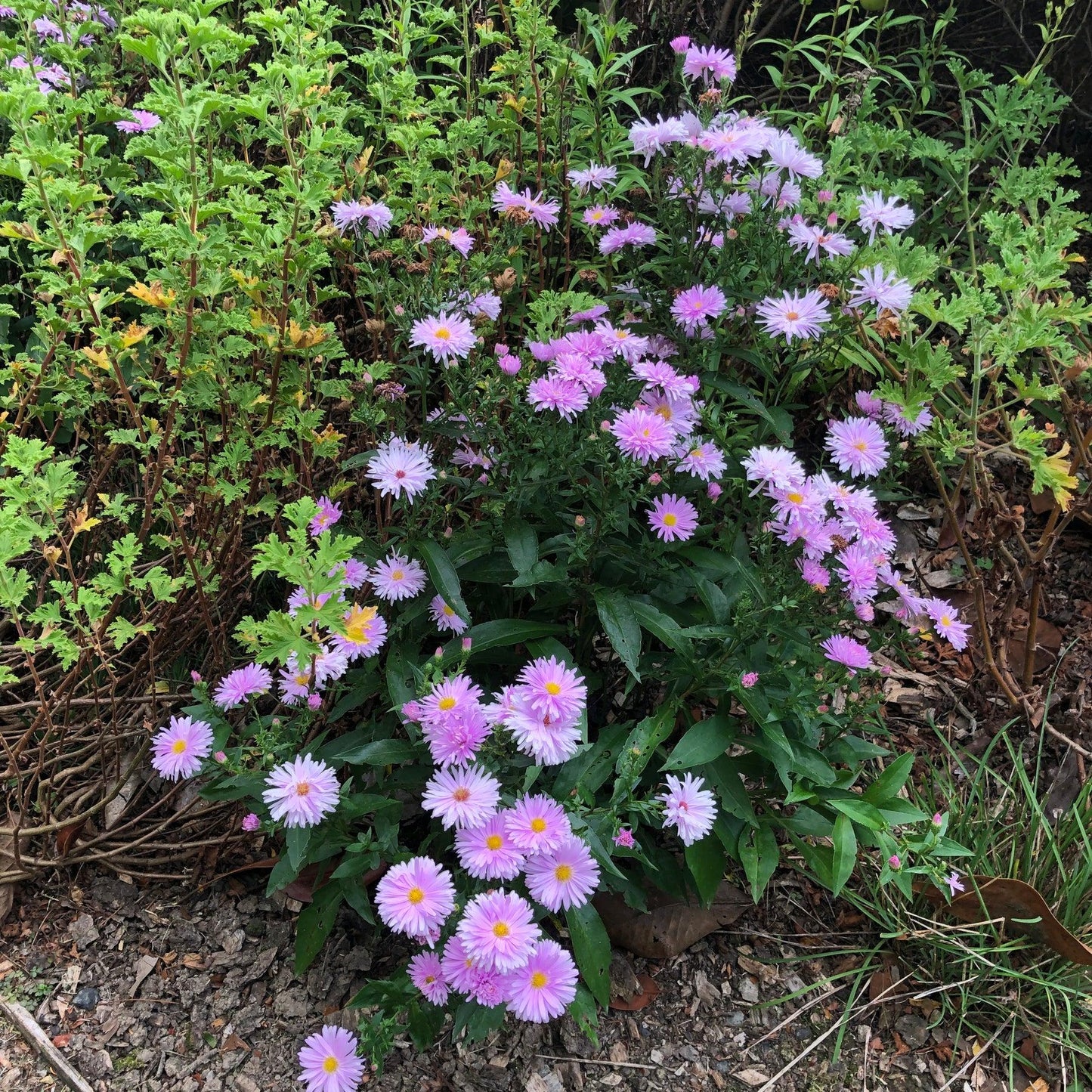 Aster Novi Belgii Showmakers Pretty Pink - View 16 from www redcrocus com