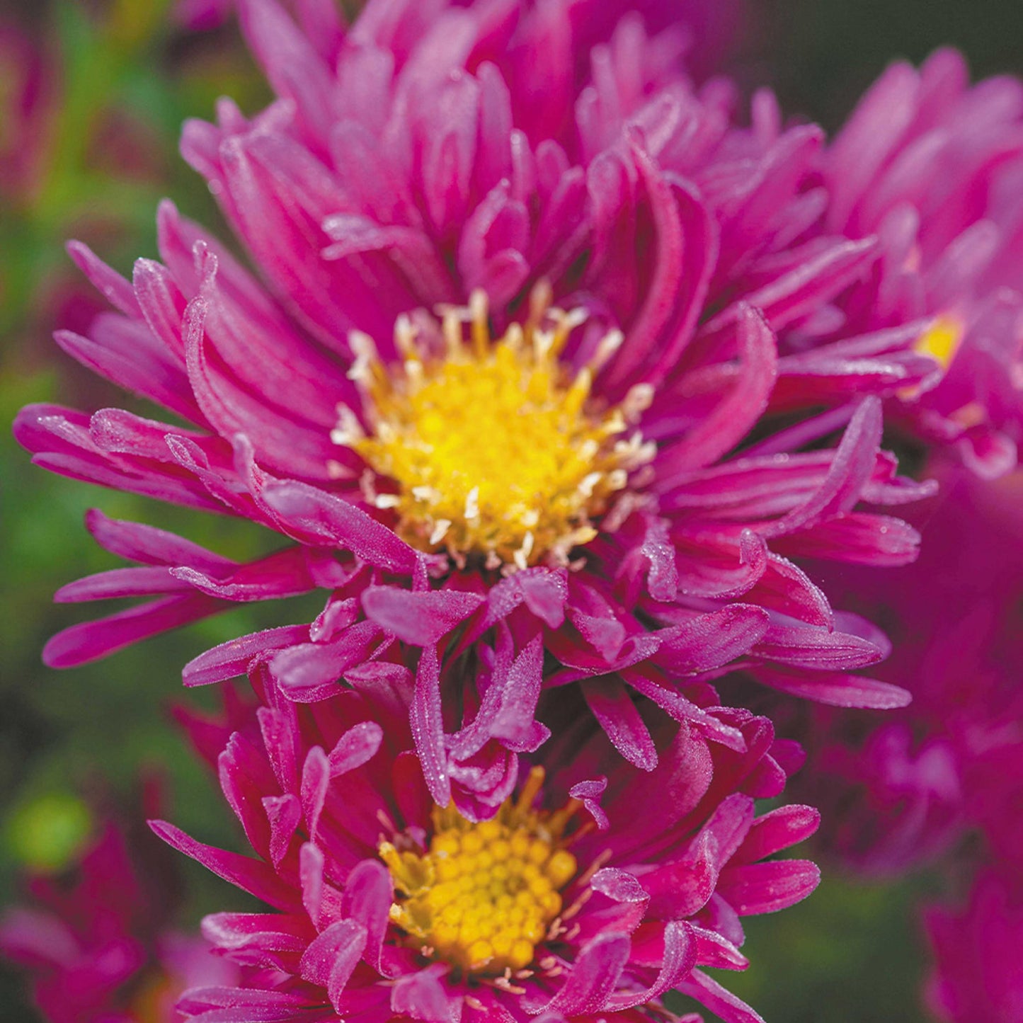 Aster Novi Belgii Showmakers Pretty Pink - View 6 from www redcrocus com