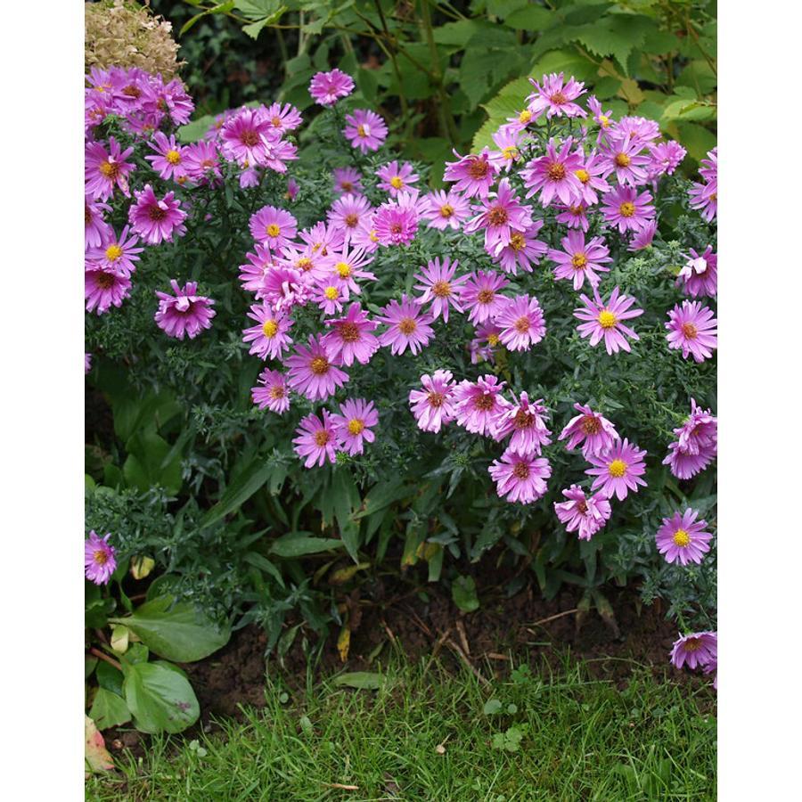 Aster Novi Belgii Showmakers Pretty Pink - View 7 from www redcrocus com