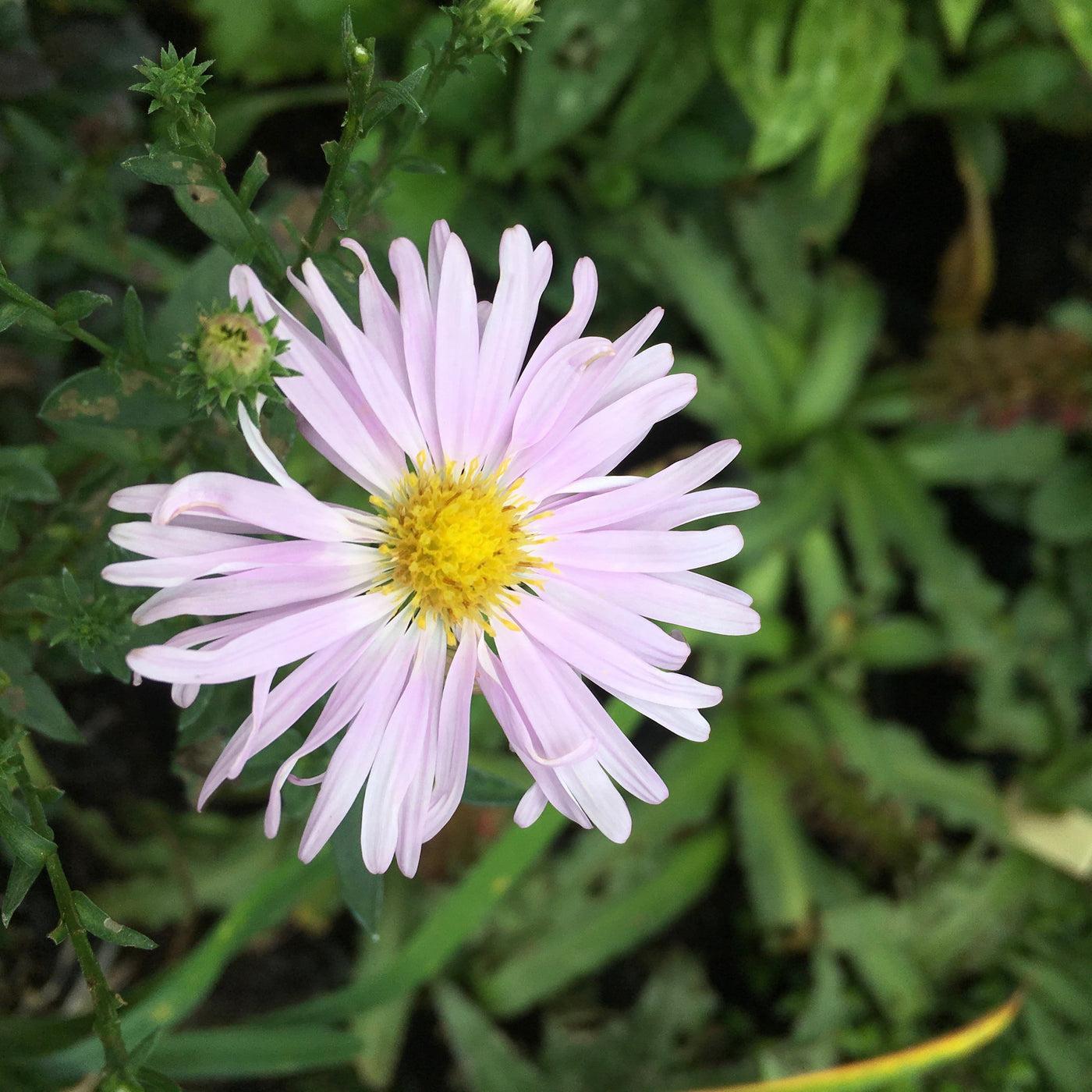 Aster Novi Belgii Showmakers Pretty Pink - View 8 from www redcrocus com