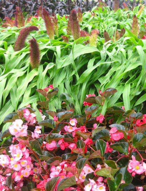 Grass Millet Copper Prince - View 13 from www redcrocus com