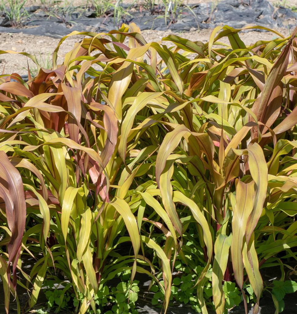 Grass Millet Copper Prince - View 4 from www redcrocus com