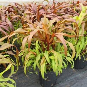 Grass Millet Copper Prince - View 5 from www redcrocus com