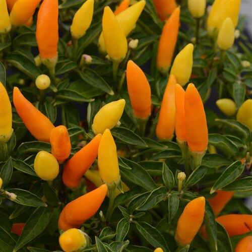 Pepper Ornamental Sedona Sun - View 3 from www redcrocus com