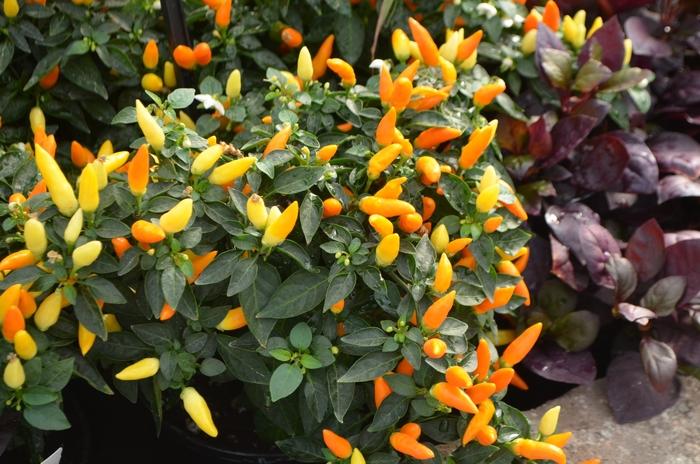 Pepper Ornamental Sedona Sun - View 4 from www redcrocus com