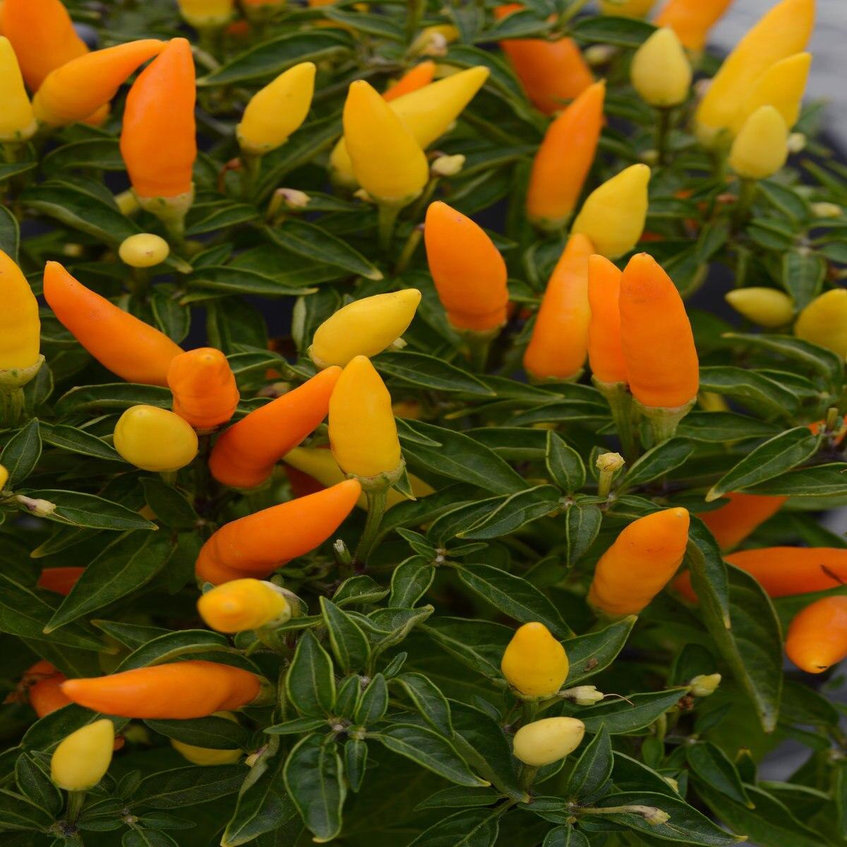 Pepper Ornamental Sedona Sun - View 5 from www redcrocus com