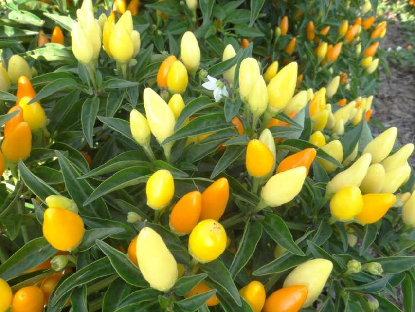 Pepper Ornamental Sedona Sun - View 9 from www redcrocus com