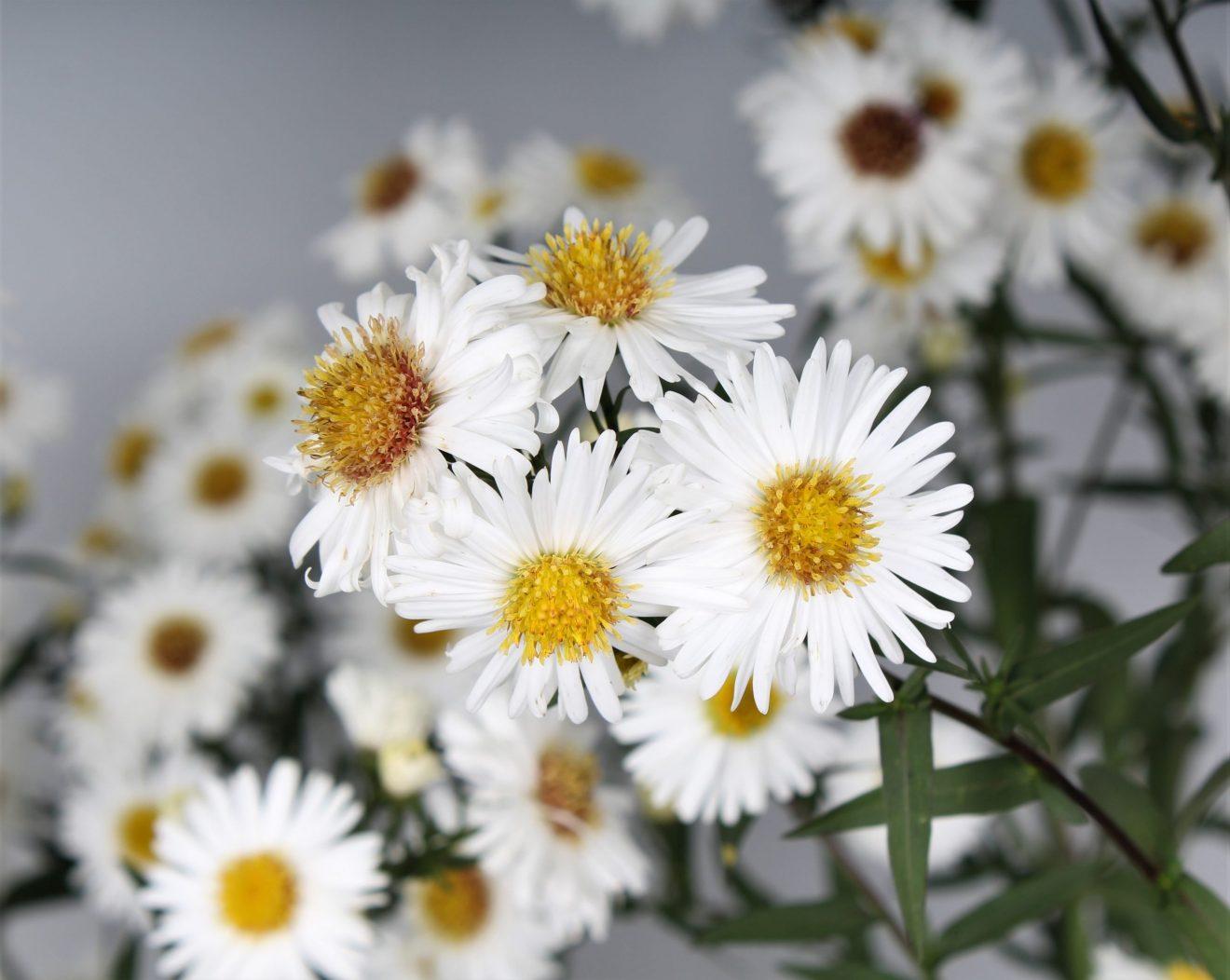 Aster Novi Belgii Showmakers Arctic White - View 11 from www redcrocus com