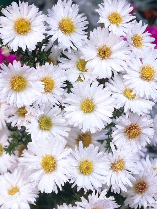 Aster Novi Belgii Showmakers Arctic White - View 12 from www redcrocus com