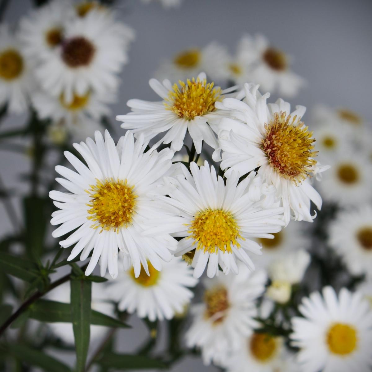 Aster Novi Belgii Showmakers Arctic White - View 13 from www redcrocus com