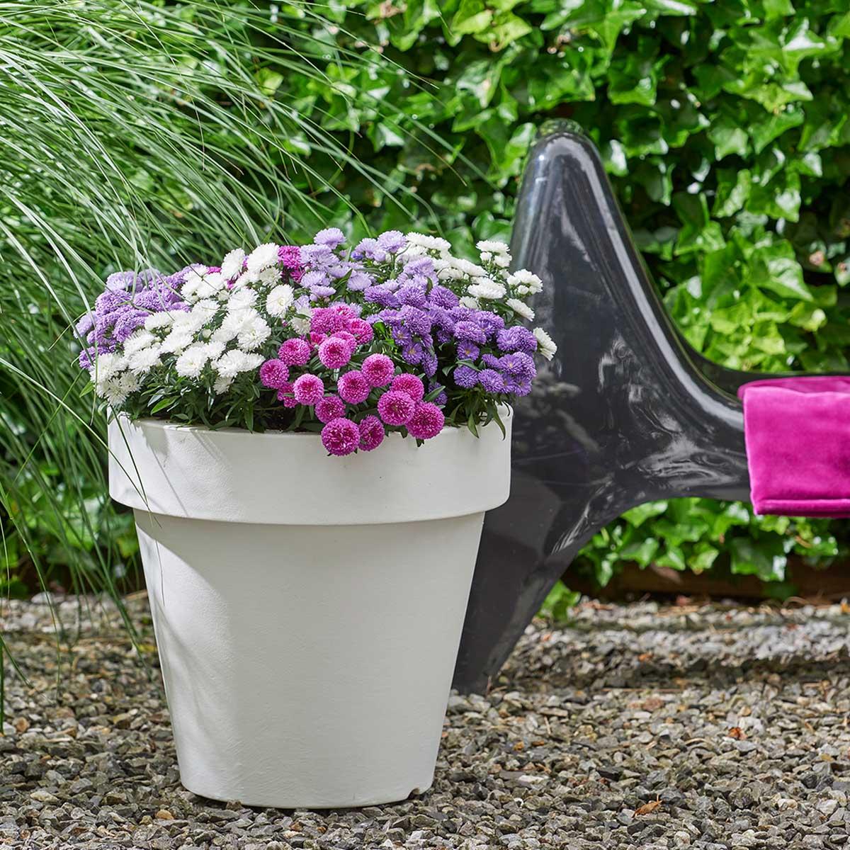 Aster Novi Belgii Showmakers Arctic White - View 14 from www redcrocus com