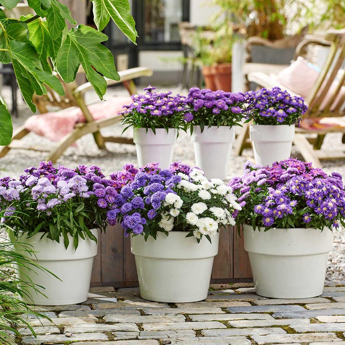 Aster Novi Belgii Showmakers Arctic White - View 15 from www redcrocus com