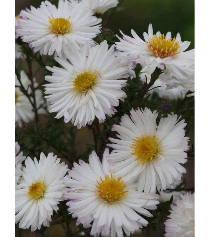 Aster Novi Belgii Showmakers Arctic White - View 17 from www redcrocus com
