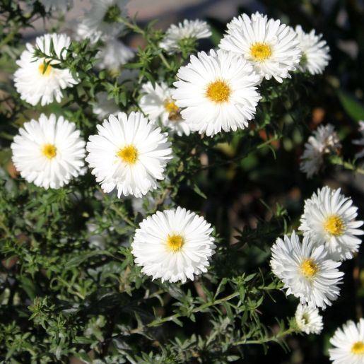 Aster Novi Belgii Showmakers Arctic White - View 18 from www redcrocus com