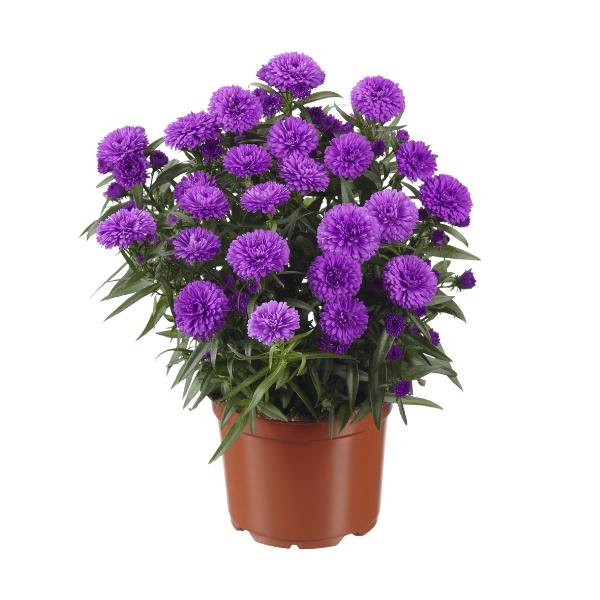 Aster Novi Belgii Showmakers Arctic White - View 19 from www redcrocus com