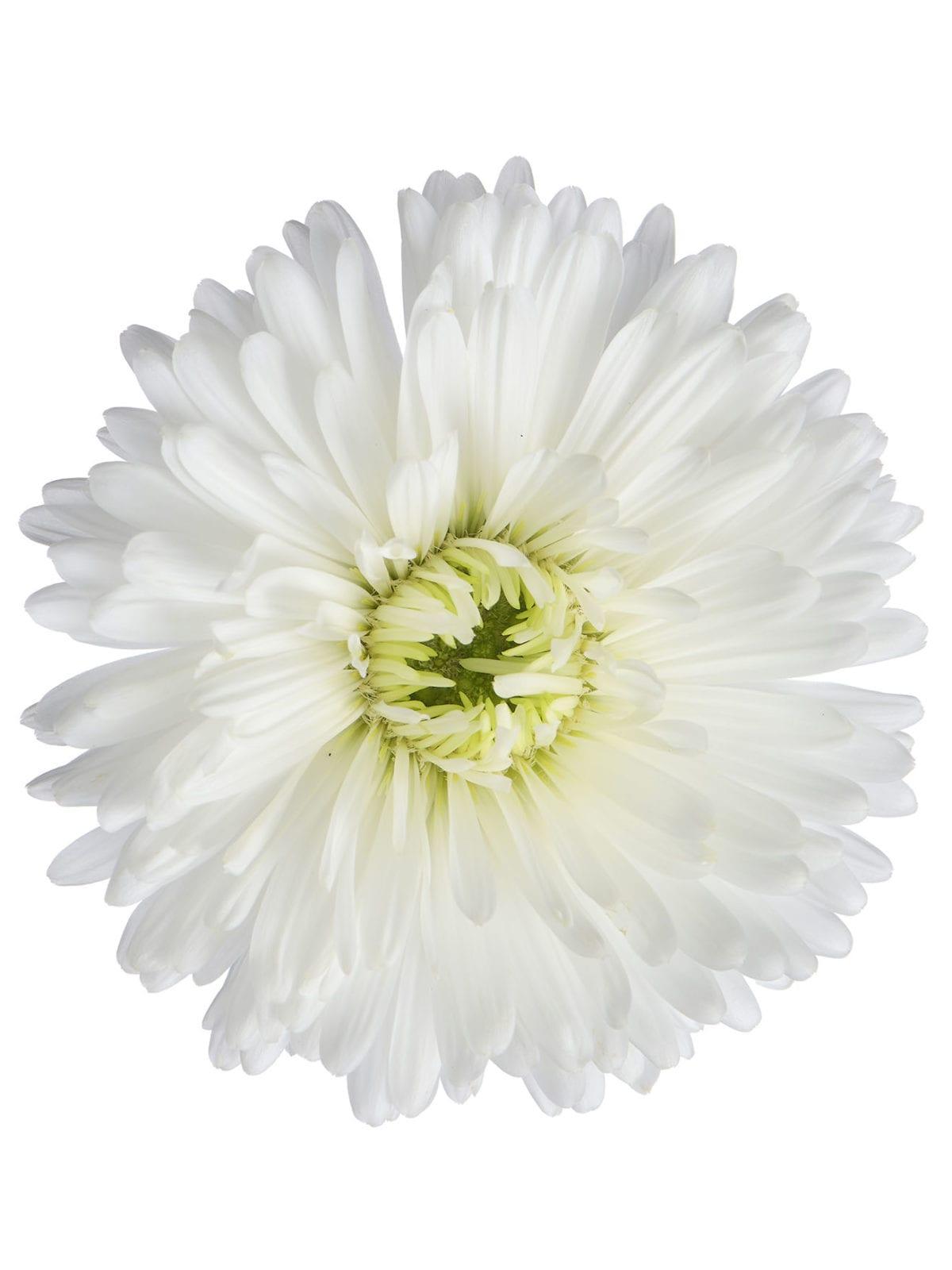 Aster Novi Belgii Showmakers Arctic White - View 3 from www redcrocus com
