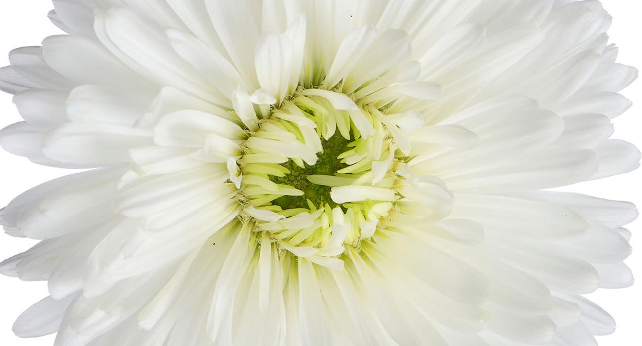Aster Novi Belgii Showmakers Arctic White - View 4 from www redcrocus com