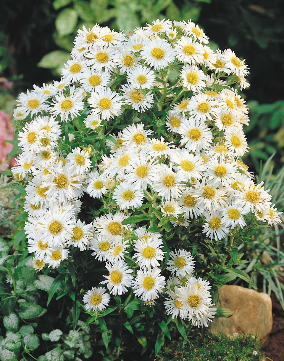 Aster Novi Belgii Showmakers Arctic White - View 5 from www redcrocus com