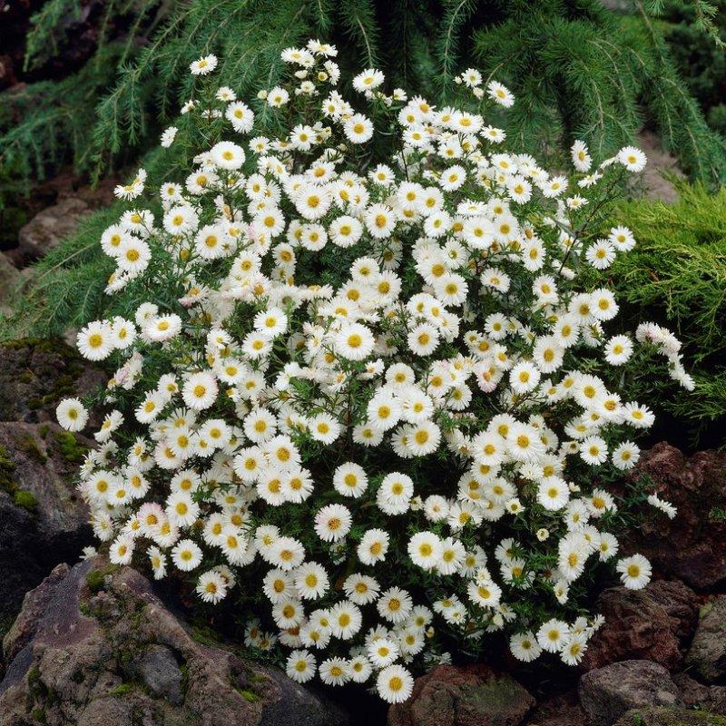 Aster Novi Belgii Showmakers Arctic White - View 7 from www redcrocus com