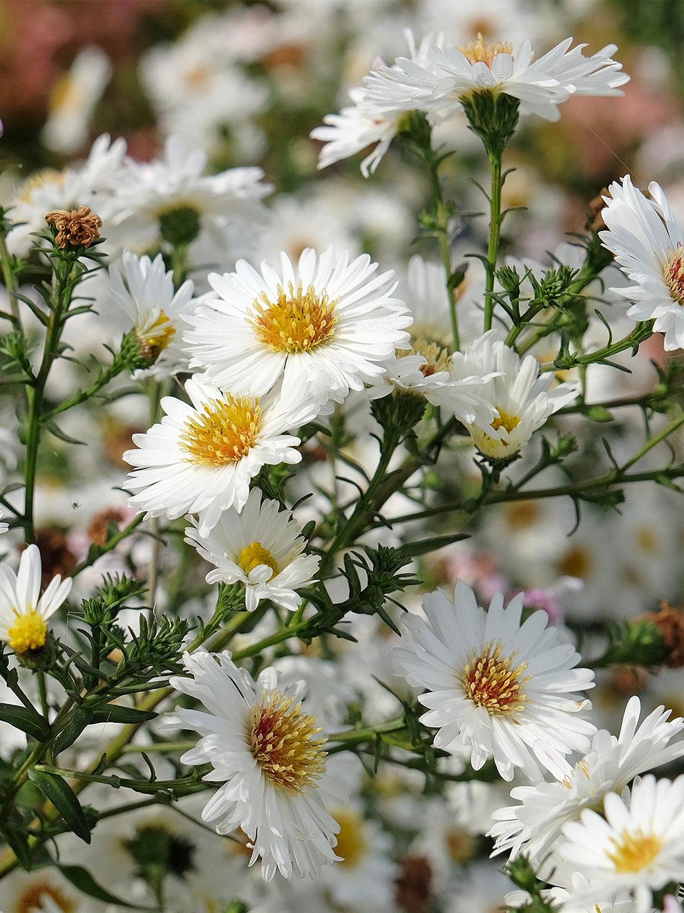 Aster Novi Belgii Showmakers Arctic White - View 8 from www redcrocus com